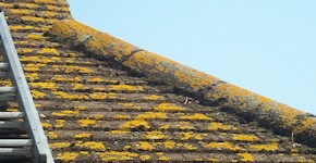 Croydon roof before cleaning and moss removal